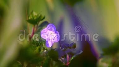维罗妮卡草的一朵蓝色小花